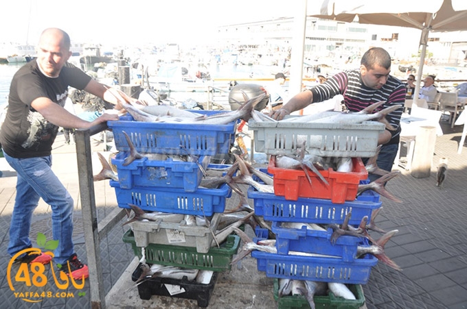 samak antayasa (24).JPG